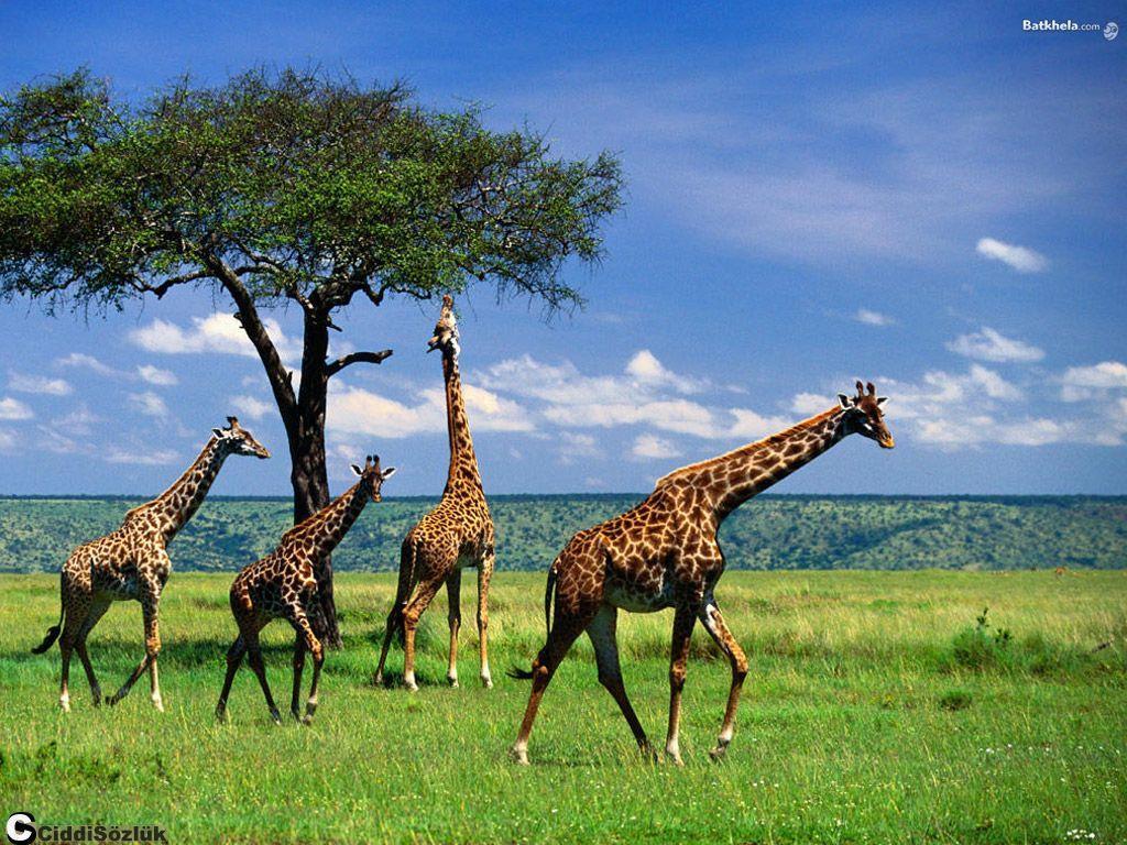 Zürafaların ekolojik nişinde yüksek ağaçların