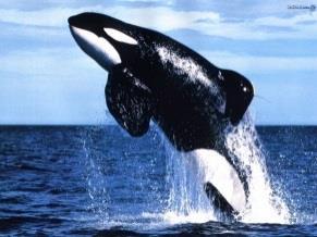 Katil balina