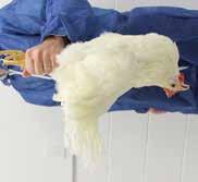Tavukları tutarken NAZİK OLUNUZ Ağırlık tartımı, kan alımı, seleksiyon, aşılama ve transfer sırasında düzgün şekilde tavukların tutulması, stresi azaltarak sakatlık ve hastalıklardan korur.