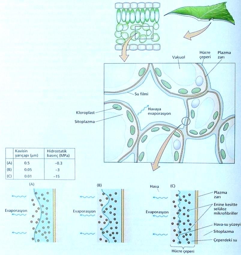 Transpirasyonun mekanizması Hücre suyunu kaybettikçe hücre çeperinde oluşan hücre-su ortak