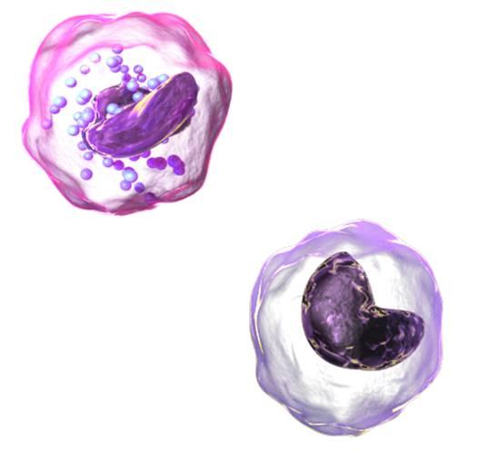 Somatik Hücreler Sütün sentezlenmesi sırasında kandan gelen ve memenin epitel hücrelerinden ayrılan bir miktar hücre, normal olarak
