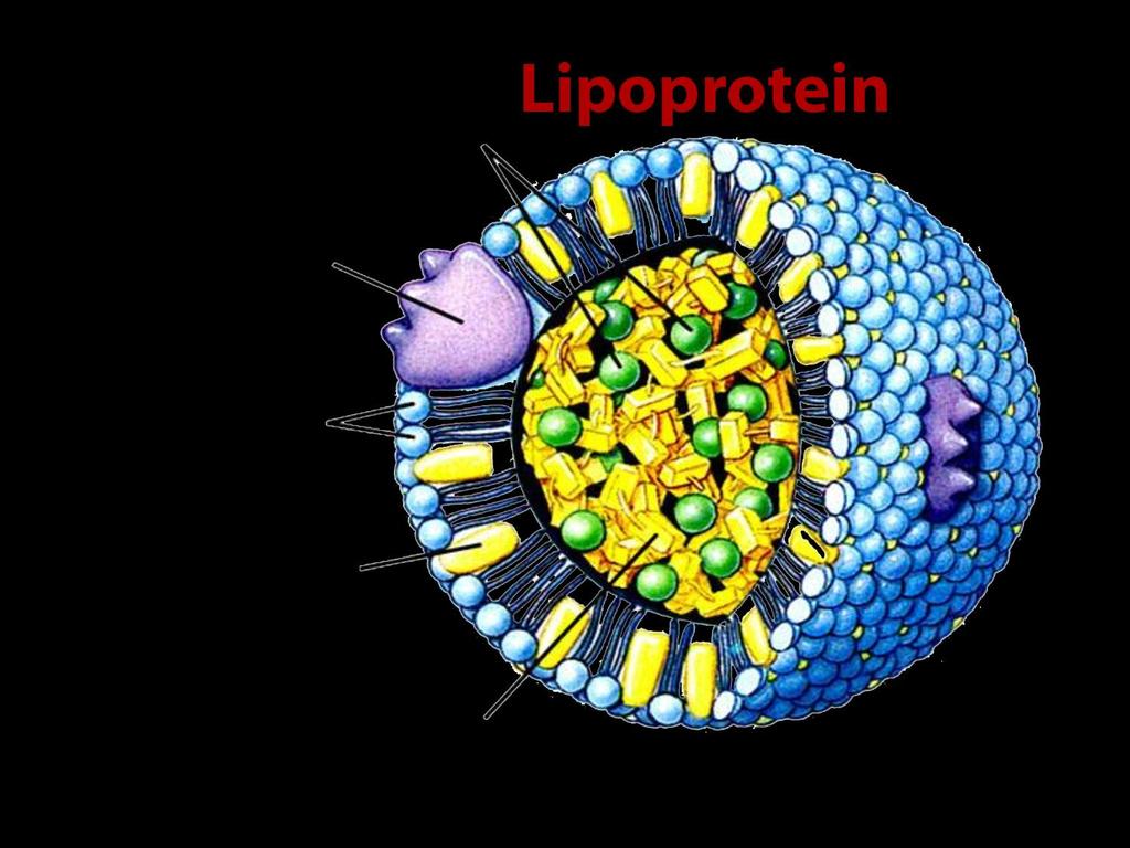 106 Konjuge (Birleşik) Proteinler Lipoproteinler (Proteolipidler) Prostetik grup olarak fosfolipid, trigliserit, kolesterol gibi lipidleri taşıyan proteinlerdir. Suda kolay çözünürler.