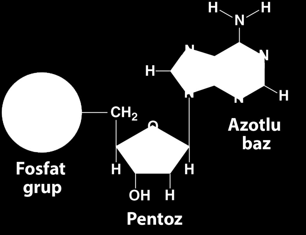 122 5 3 1 Bir nükleotidin yapısında pentoz ortada yer almaktadır. 1. karbonu ile azotlu bazla, 5.