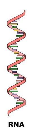 141 Ribonükleik Asit (RNA) RNA ların oluşabilmesi için, primer (birincil) DNA lara gereksinim duyulur.