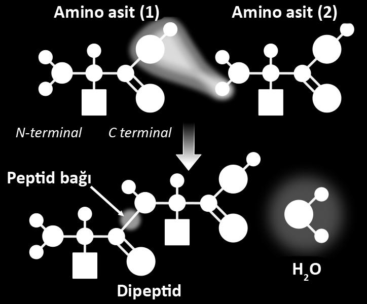 73 Peptid Bağı ve Oligo-Polipeptidler Peptid zinciri oluşurken amino asitlerden birinin COOH grubu ile diğer aminoasitin NH 2 grubu birleştiği için sonunda muhakka bir COOH grubu ile