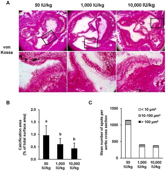 Vitamin D fakir diyet vasküler aortik