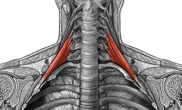 M. scalenus posterior Origo; C 4-7 vertebraların processus