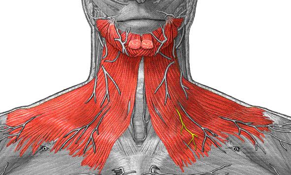 Platysma