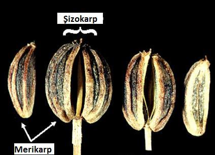 Şizokarp Sinkarp bir ovaryumdan meydana
