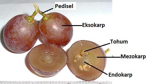 endokarp etlidir.