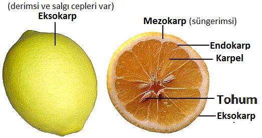 Citrus meyvalarının tipidir.