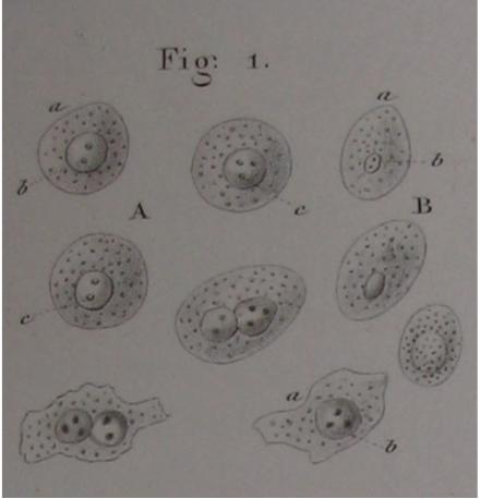 Fig. 2 the Traite pratique des maladies