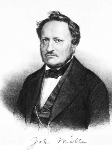 Johannes Müller 14 Temmuz 1801 28 Nisan1858 Alman fizyolog, karşılaştırmalı anatomi uzmanı Kanser homolog yapıda bir hastalıktır.