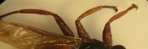 Evcil Güvercinlerde Haemoproteus columbae 27 Şekil 4. Pseudolynchia canariensis in dorsalden görünüşü (Orijinal) 10X Şekil 5.