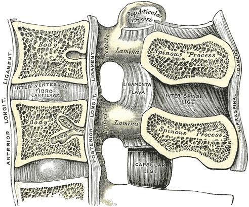 FASET ARTROZUNA EŞLİK EDEN YUMUŞAK DOKU DEĞİŞİKLİKLERİ; Ligamentum Flavum Kist