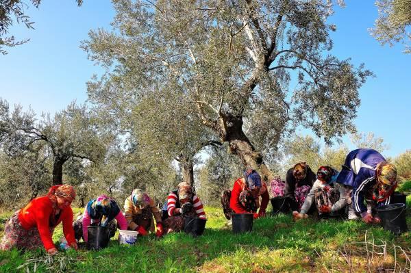 Kadim İznik Broşürü 18 19 Kasım 2017 (Zeytin Hasadı Zamanı) Hergün yediğiniz zeytinler nasıl toplanıyor, nasıl sofralık zeytin haline geliyor biliyor musunuz?