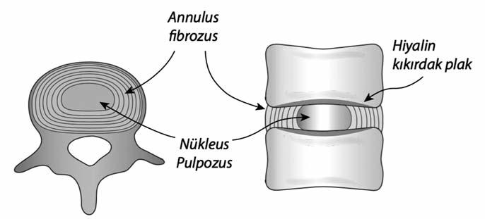 Lomber vertebraların süperior fasetleri hafif konkav inferior fasetleri ise hafif konvekstir. Bu yapılanma fleksiyon ve ekstansiyon ve yana eğilmeye izin verirken eksensel rotasyonu kısıtlar.