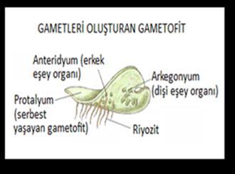 Sporangiumdan