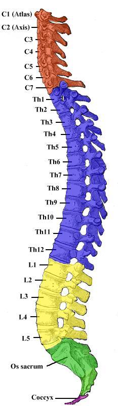 omurlar Lumbar (Bel) omurlar Sacral