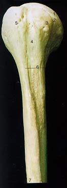 Right Humerus - Proximal End (Anterior Aspect) 1. Head 2. Anatomical Neck 3.