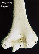 Lateral Epicondyle 3. Capitulum 4.