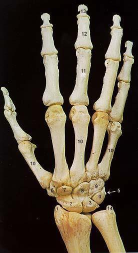 Bones of the Right Hand (Dorsal Surface) 1.