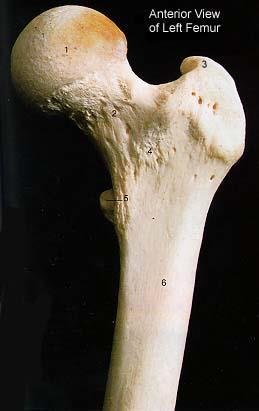 Left Femur - Proximal End (Anterior & Posterior