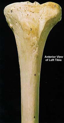 Left Tibia - Proximal & Distal End (Anterior