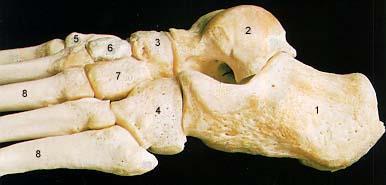 Bones of the Left Foot (Lateral Aspect) 1. Calcaneus (Topuk) 2. Talus 3.