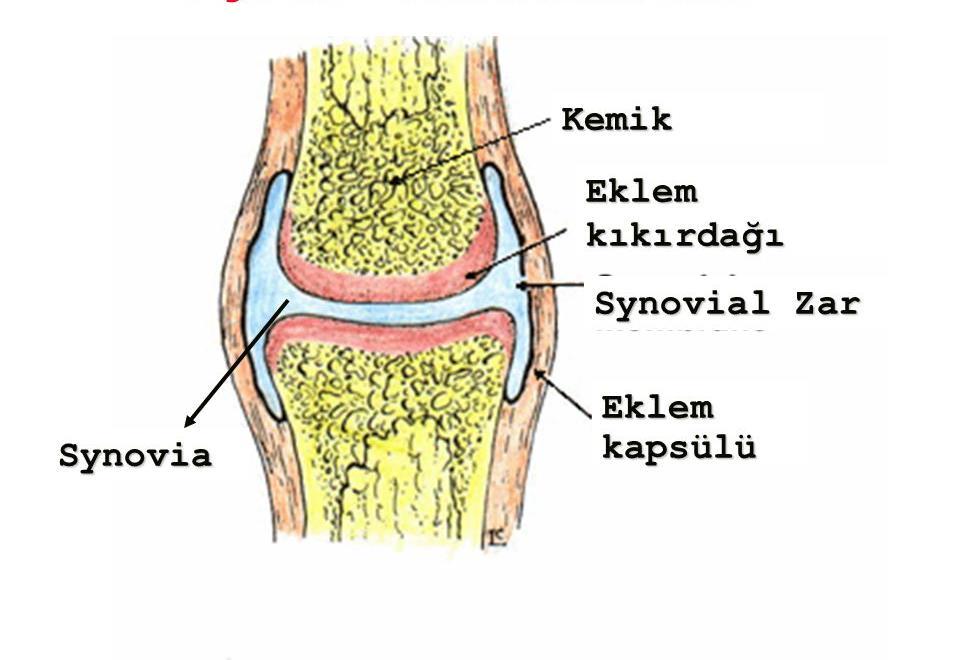Kaslar Dizin ekstansör kasları: Bacağın en büyük kası olan kuadriceps femoris kası diz ekleminin başlıca ekstansörüdür.