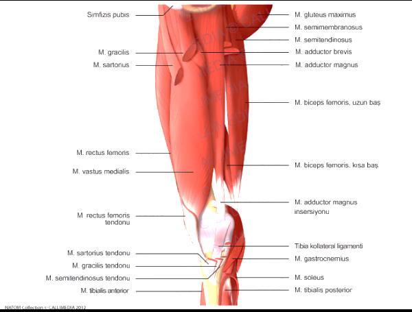 femoris tendonu patellayı tibiayla birleştirmek üzere devam etmektedir. Bu yüzden patellar tendon adını almaktadır (23,24).