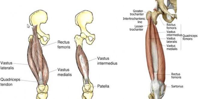 6 M. Vastus medialis Uyluğun medialinde m. sartorius ve m. rectus femoris arasında kalan bu kas, femurun trokanterik çizgisinin alt kısmından başlar.