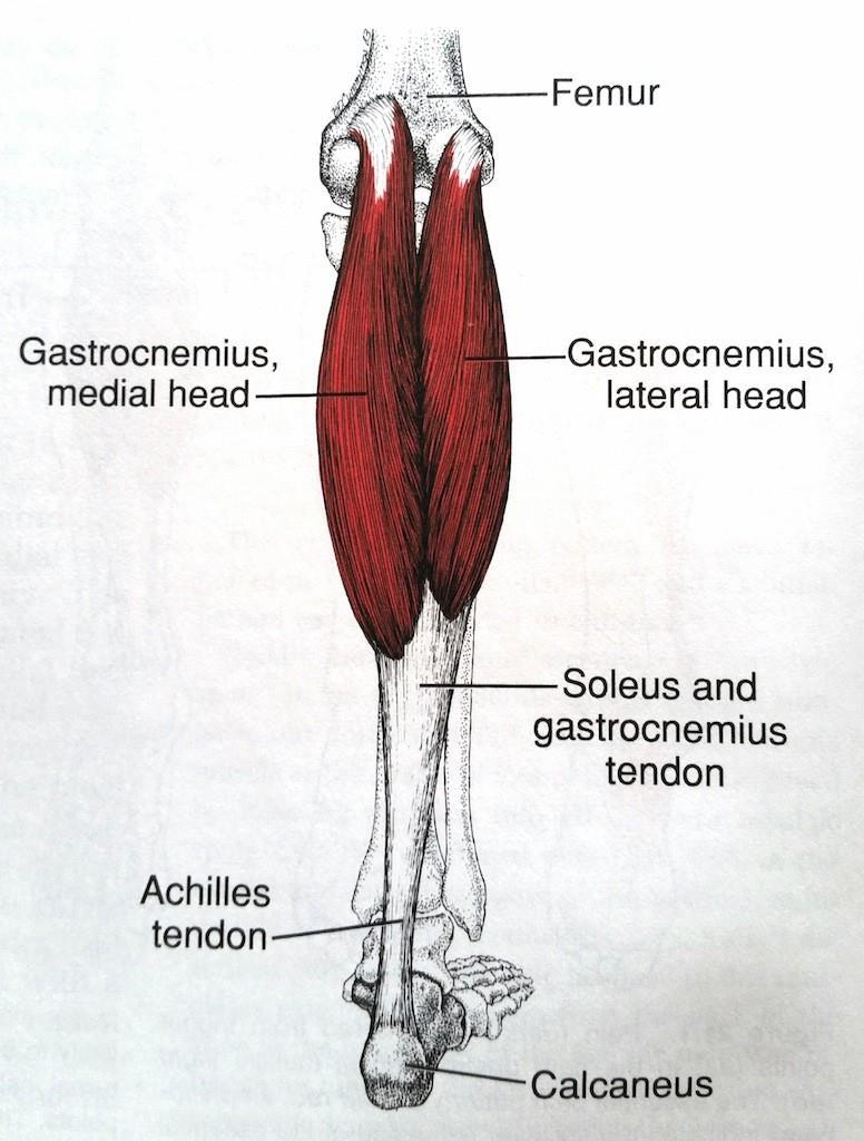 9 Resim 2.3. Gastroknemius kası [30] M. Popliteus Tibianın posteromedial korteksinden başlar, yukarı laterale doğru ilerleyerek lateral menisküse yapışır.