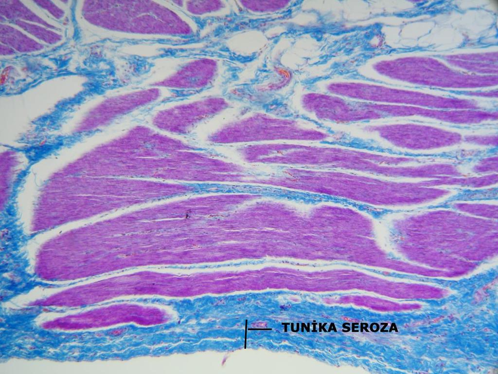 Tunika seroza peritonun viseral yaprağıdır ve organı dıştan sarar.