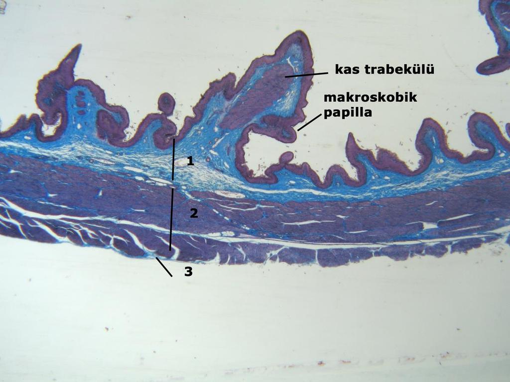 Lamina muskularis, sadece uzun olan krista retikularislerin uç kısmında yer almaktadır (kas