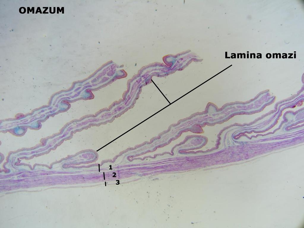 Gevşek bağdokudan oluşan submukozanın dışında tunika muskularis bulunur.