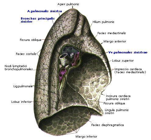 a. Subklavia sinistra v.