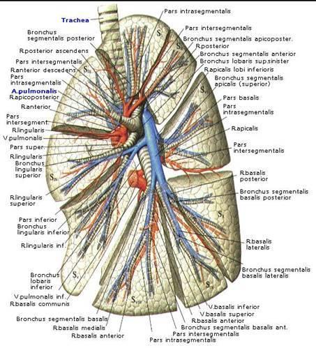 Sol pulm arter Kısa ve ince Aorta torasikanın önünden geçer Üst ve alt