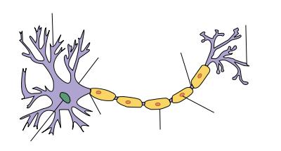 Myelinizasyon Dendrit Nöron gövdesi Nukleus akson Myelin kılıf