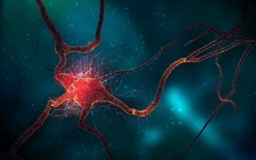 Aksonlar myelin kılıfla çevrelenir Myelin impuls iletim hızını