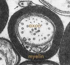 Myelin Protein-lipid-protein-lipidprotein (5 tabaka)