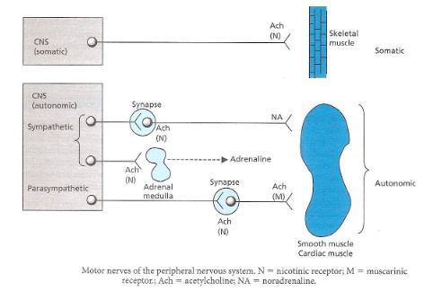 Periferik sinir sisteminin motor (eferent) nöronları üç alt sisteme ayrılır: - Somatik motor sinir sistemi - Otonomik motor sinir sistemi - Enterik sinir sistemi Enterik sistem Periferal sinir