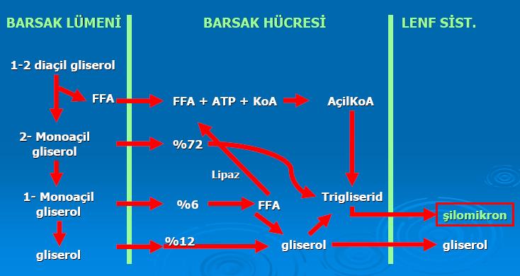 Lipidlerin Emilimi Lipidlerin %98 i difüzyon yolu ile intestinal