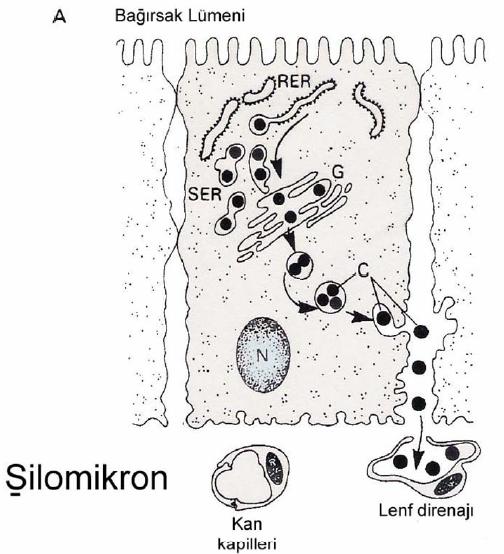 Şilomikronlar Lipidlerin sindirimi ve emiliminden sonra, ince bağırsak mukoza hücresinde 2-monogliseridlerden ekzojen trigliseridler oluşur.