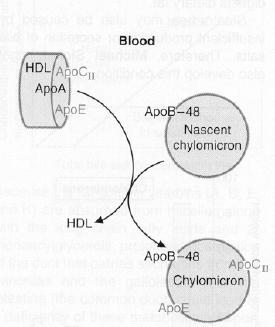 Şilomikronlarda ağırlıkça % 2 oranında protein, %1 oranında serbest kolesterol, %3 oranında kolesterol esteri, %9 oranında fosfolipid, %85 oranında trigliserid bulunur.