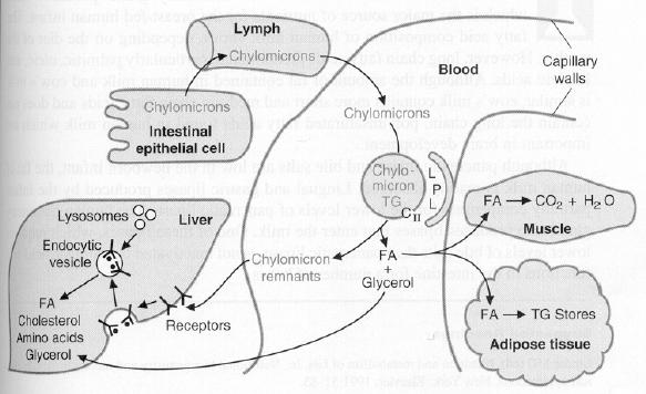 Şilomikronlar, aktive olan lipoprotein lipaz (LPL) etkisiyle trigliserid içeriğinin çoğunu kaybederler ve daha küçük çaplı şilomikron kalıntılarına dönüşürler.