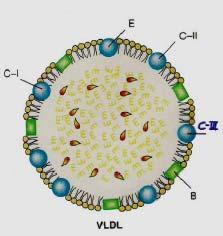 VLDL ler, endojen trigliseridlere ek olarak serbest kolesterol, kolesterol esterleri,