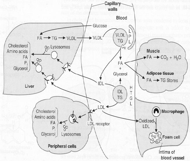 IDL ler ApoE reseptörleri tarafından LDL ler ise LDL reseptörleri tarafından tanınarak karaciğer hücreleri