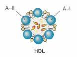 HDL Metabolizması Karaciğerde ve ince bağırsak duvarlarında sentezlenen bir önemli lipoprotein sınıfı HDL lerdir.