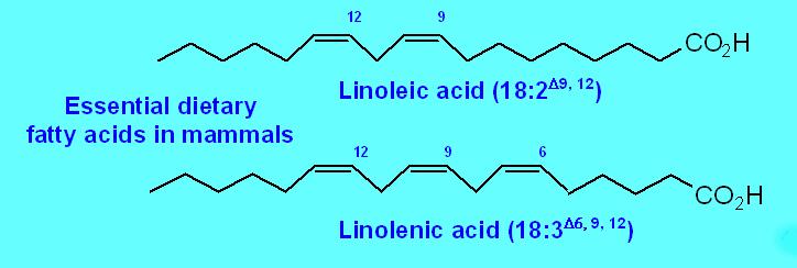 Memelilerde linoleat 18:2( 9,12 ) ve α-linolenat 18:3( 9,12,15 ) sentez edilemezler.